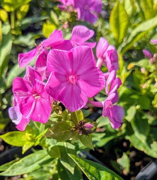 Phlox paniculata 'Famous Purple'